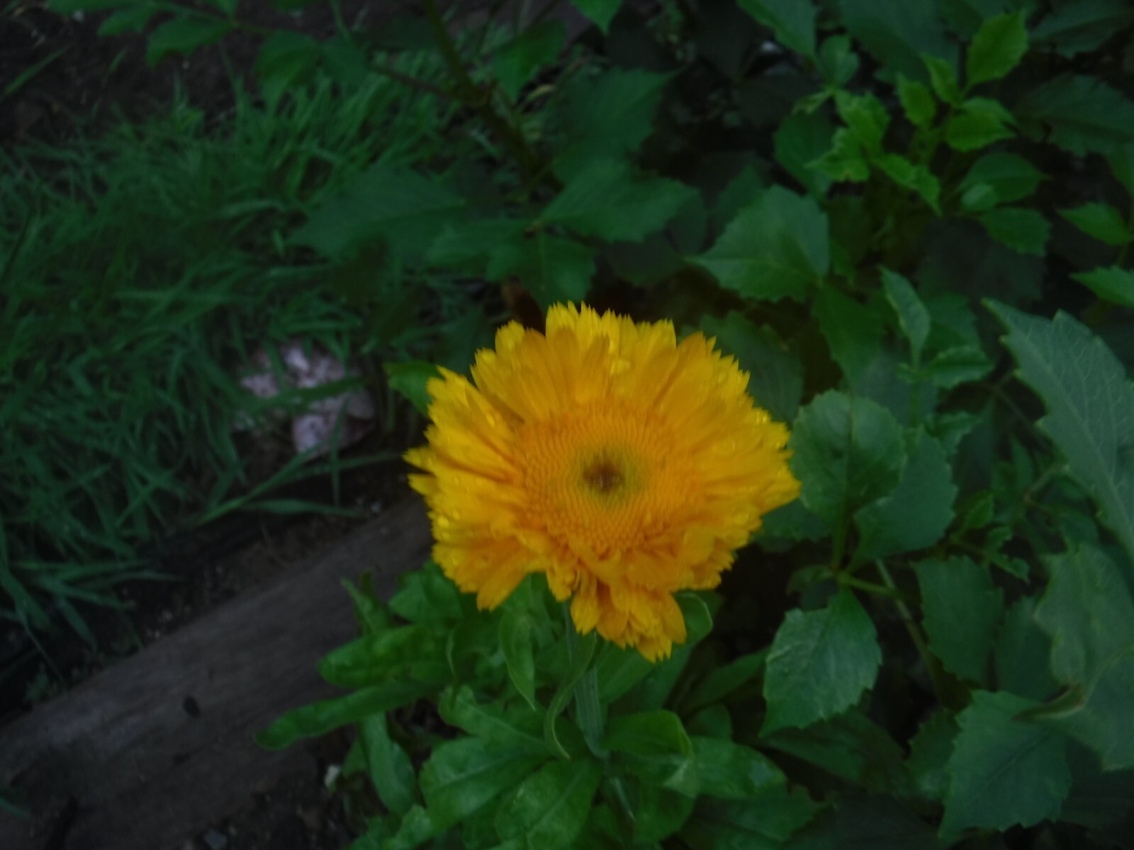 calendula mix 35+ Seeds
