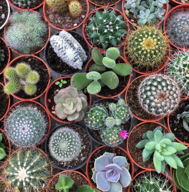 Mixed Cactus Seeds 25 Seeds of mix succulent seeds | USA Cacti
