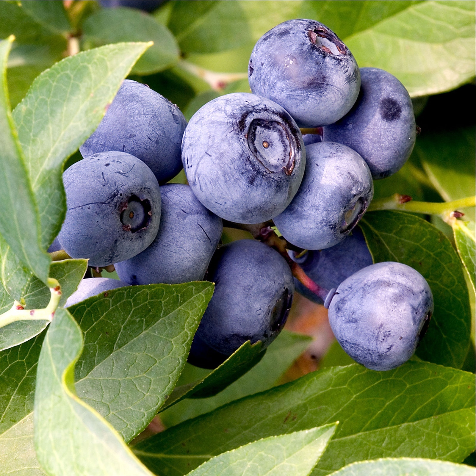 200+ EUROPEAN BLUEBERRY SEEDS BILBERRY RARE AUTUMN LOW BUSH SWEET DELICIOUS USA