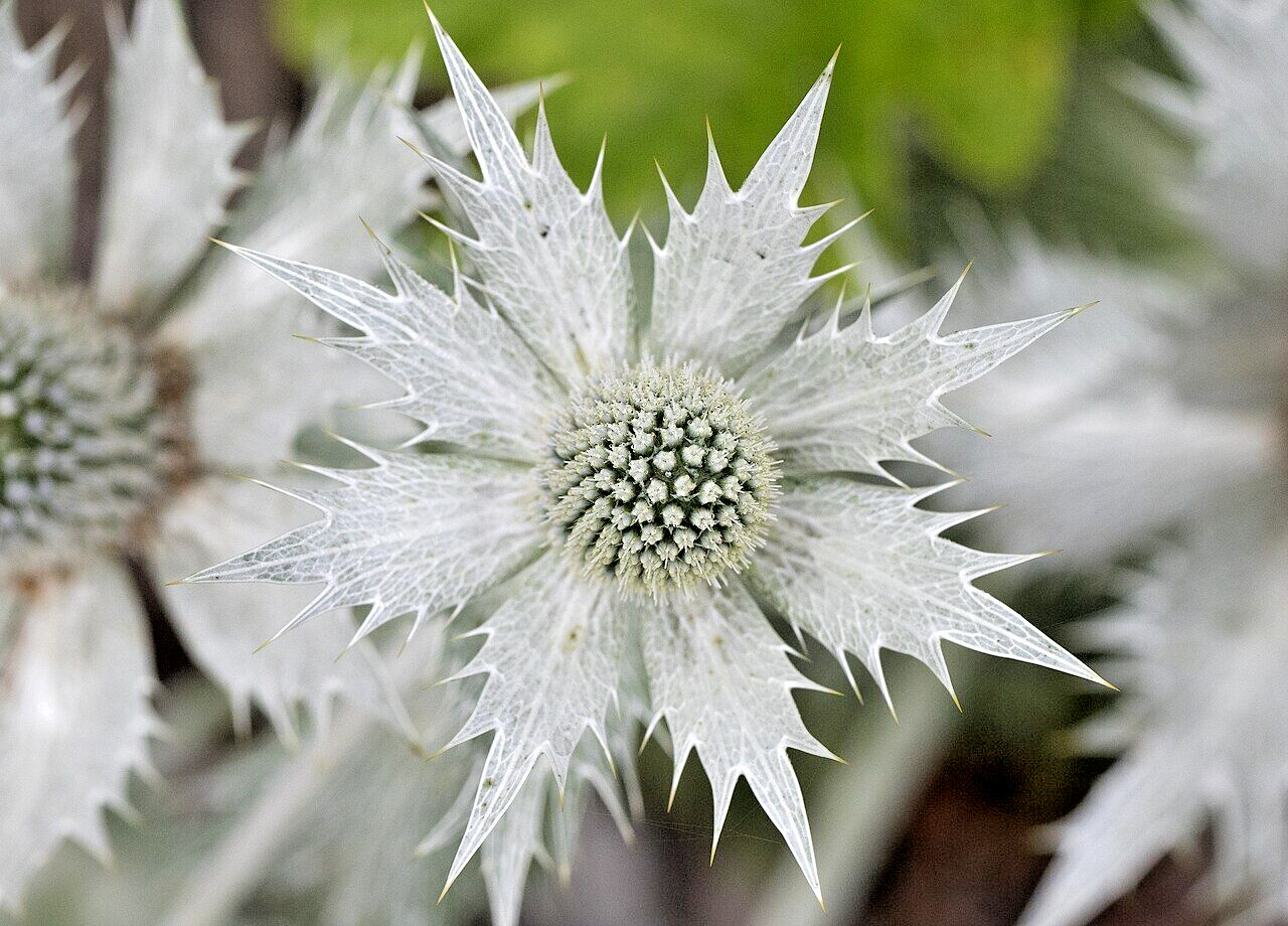 50 SILVER SEA HOLLY Seeds (Eryngium giganteum) Perennial House Plant Flower