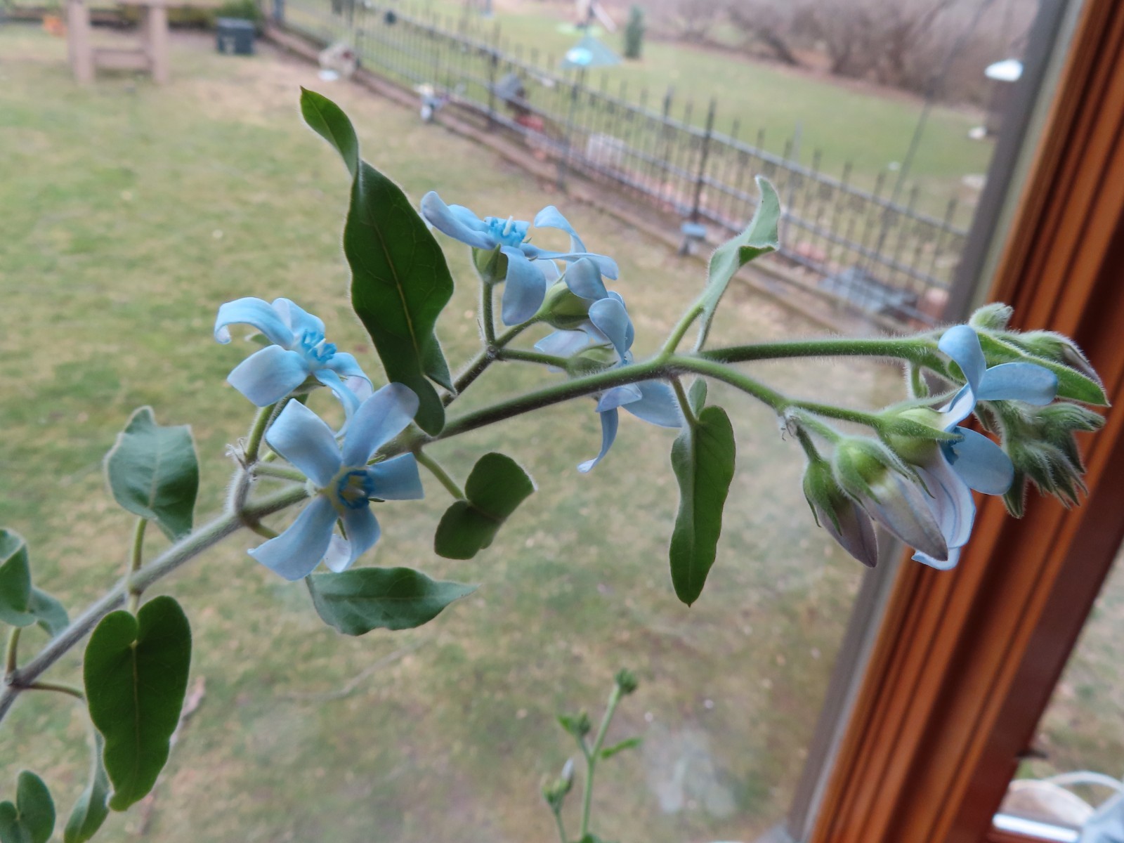 TWEEDIA BLUE MILKWEED Southern Star Caerulea Oxypetalum Flower Vine Seeds (10)