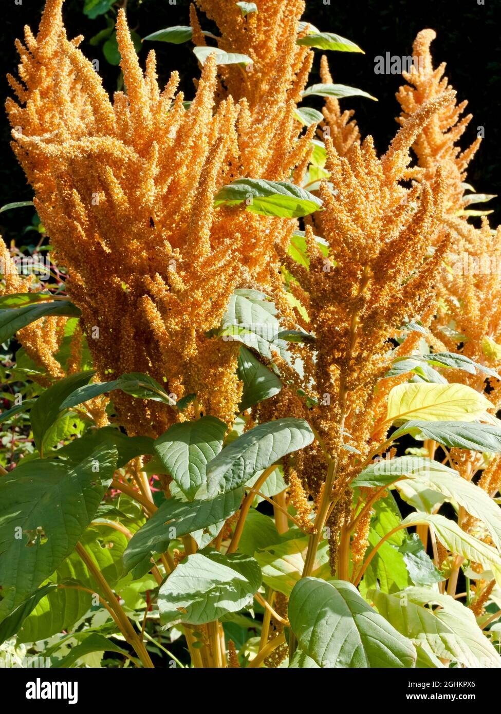 60+ seeds, Amaranthus- Hot biscuits, heirloom, annual, heat tolerant