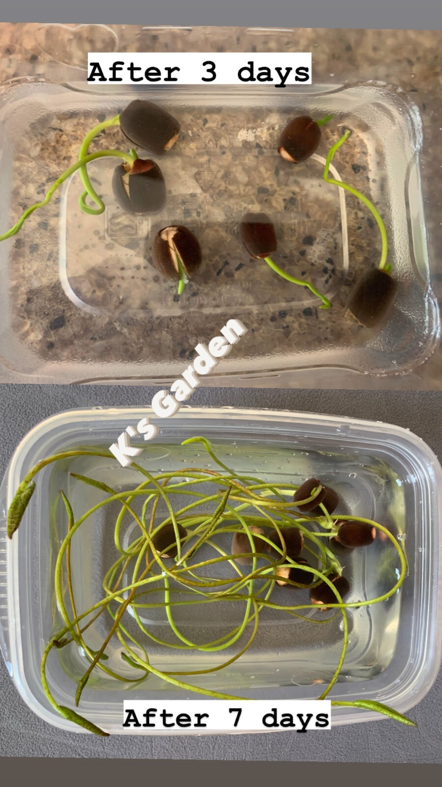 WHITE ROYAL LOTUS SEEDS – SEN CUNG ĐÌNH (5 PCS) |90% GERMINATION|