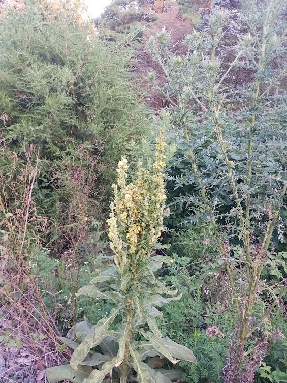 1500 Great Mullein Seeds, (Verbascum thapsus). Seeds From Healthy Parent Plants.