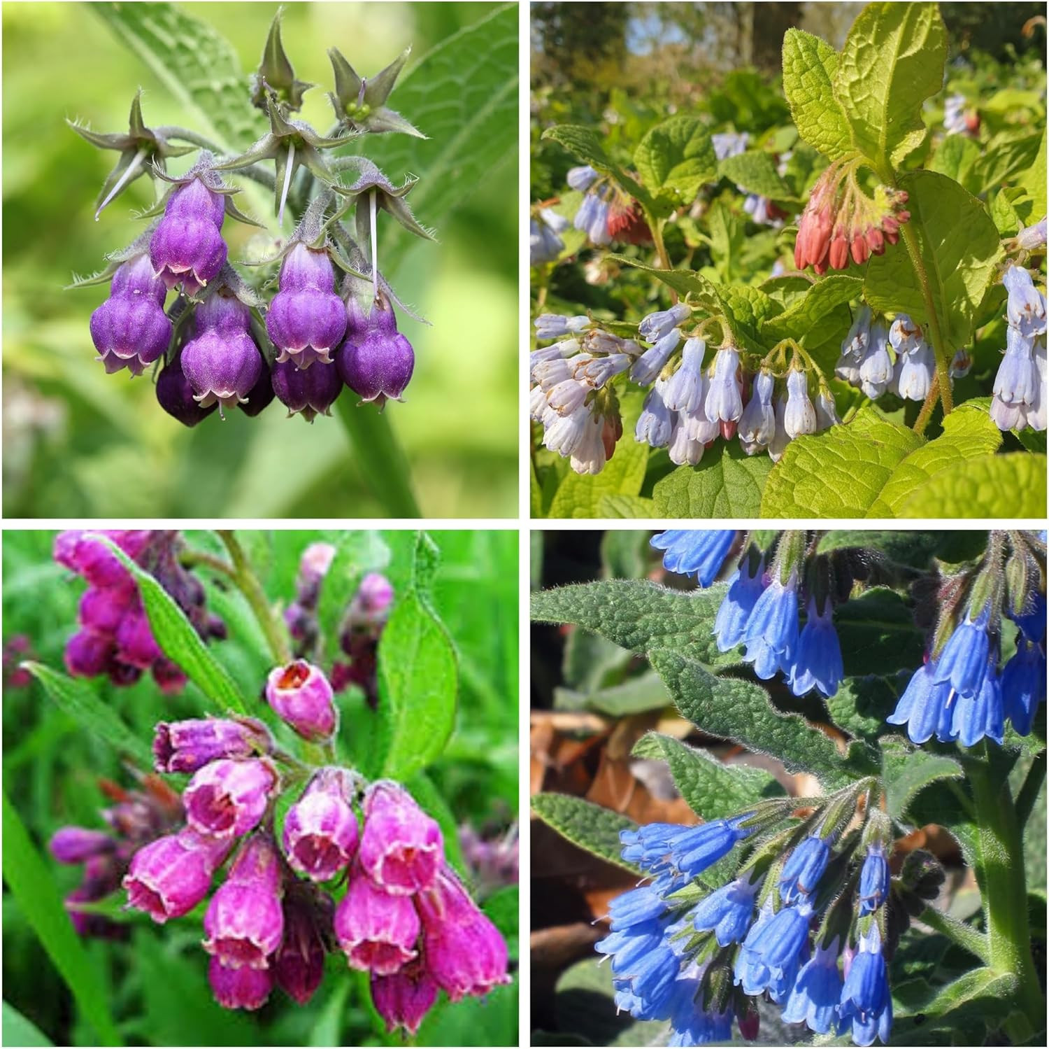 80 Symphytum Officinale Comfrey Seeds – Non-Gmo Heirloom Fresh Garden Seeds