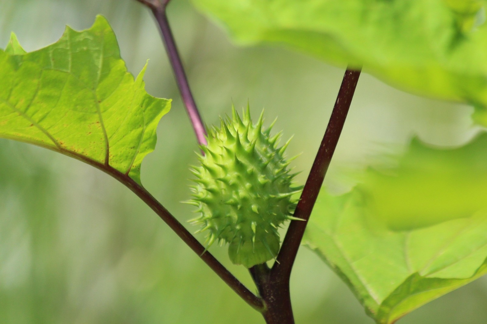 Datura Stramonium 50 Seeds, Jimson Weed, Thornapple, Devil’s Trumpet Wildcrafted