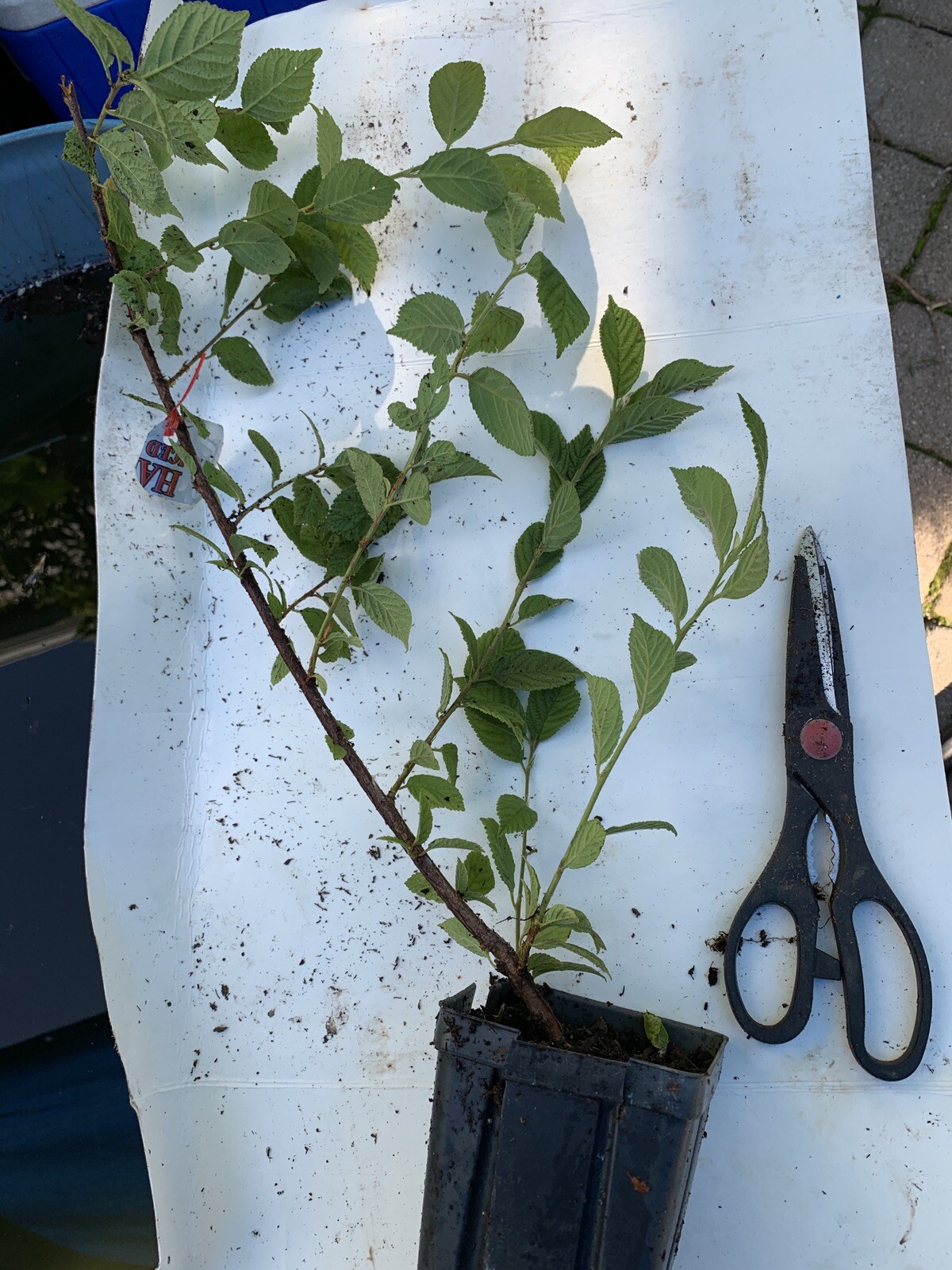 12-18” tall Ian – Nanking White Cherry 2 year old plant