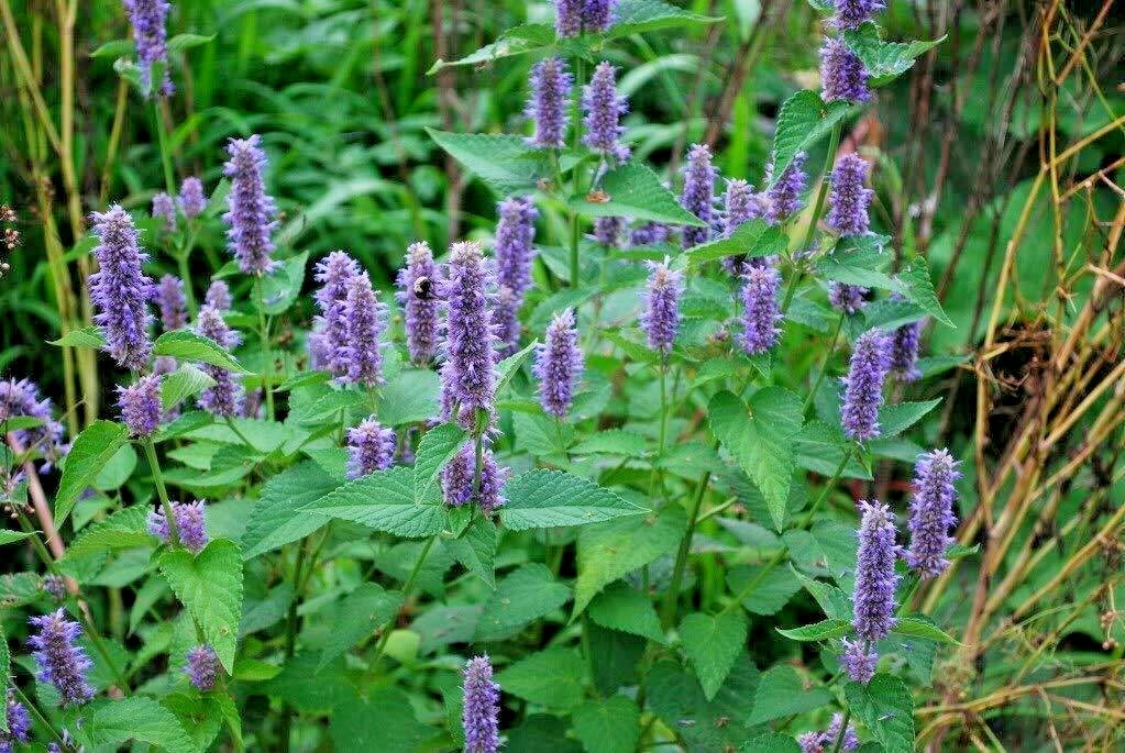 101+Purple GIANT HYSSOP Seeds Native Wildflower Drought Heat Cold Pollinators