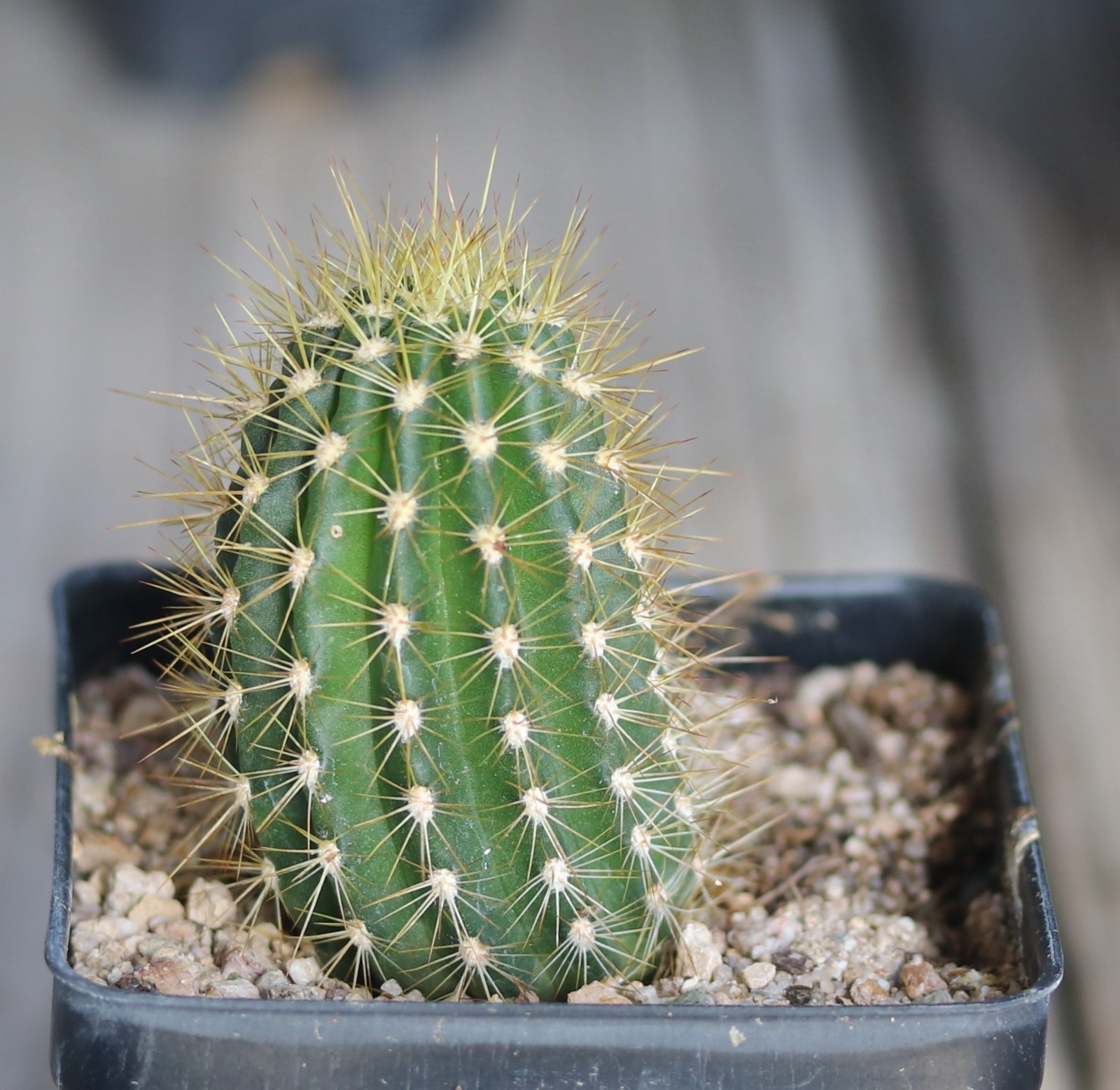 Tricho hybrid ‘Sweet Aloha’