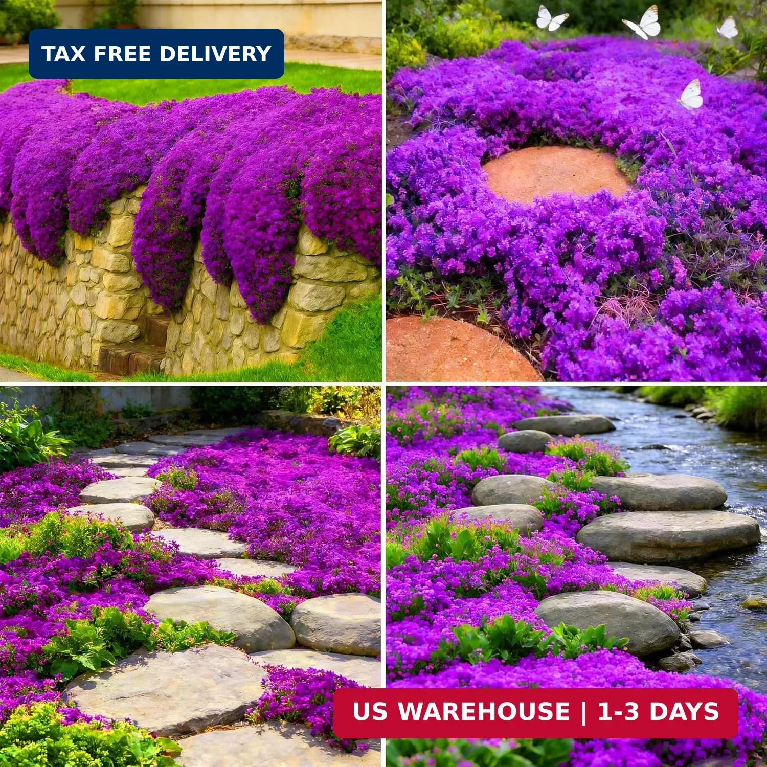 Purple Creeping Thyme Ground Cover Flower Seeds for Planting, 20008pcs Perennial