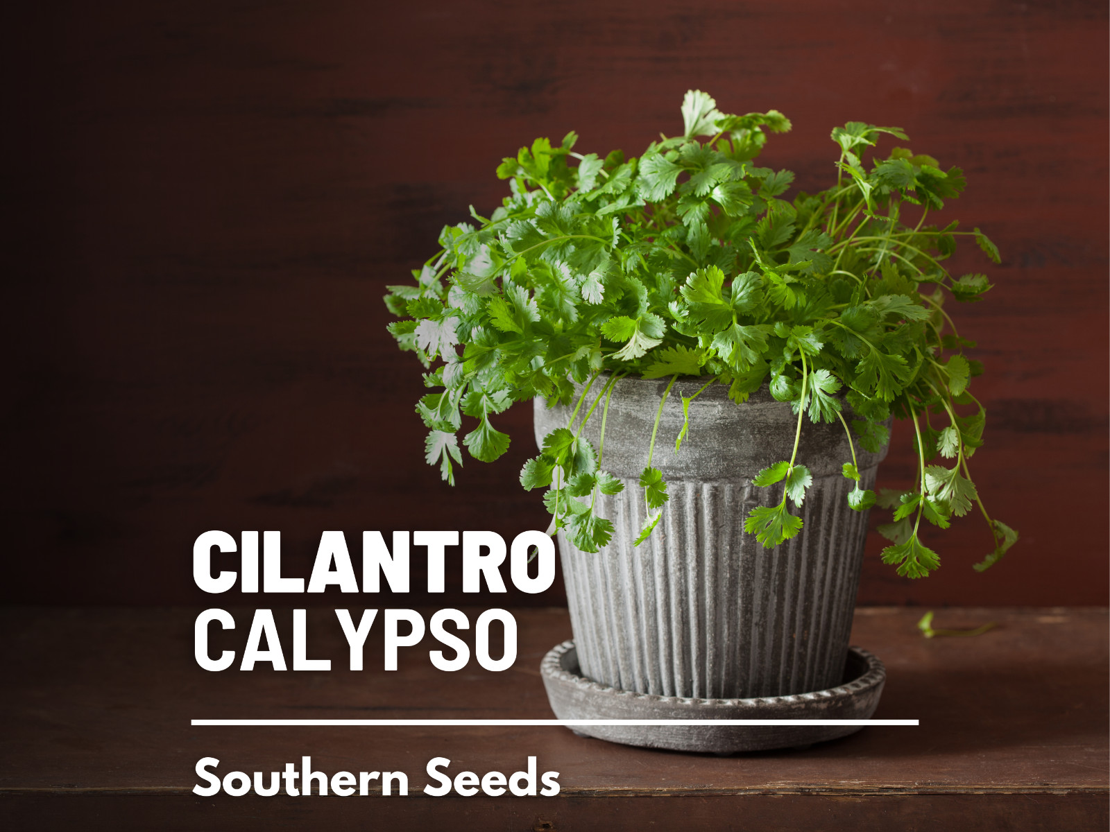 Cilantro (Coriander), Calypso – Heirloom Seeds – Culinary & Medicinal Herb