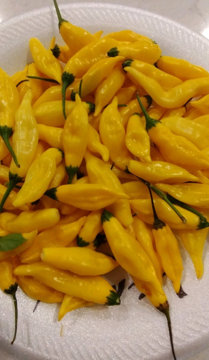 Lemon Drop (50 Seeds) Citrus Taste, Mild/Medium Heat, Free Shipping