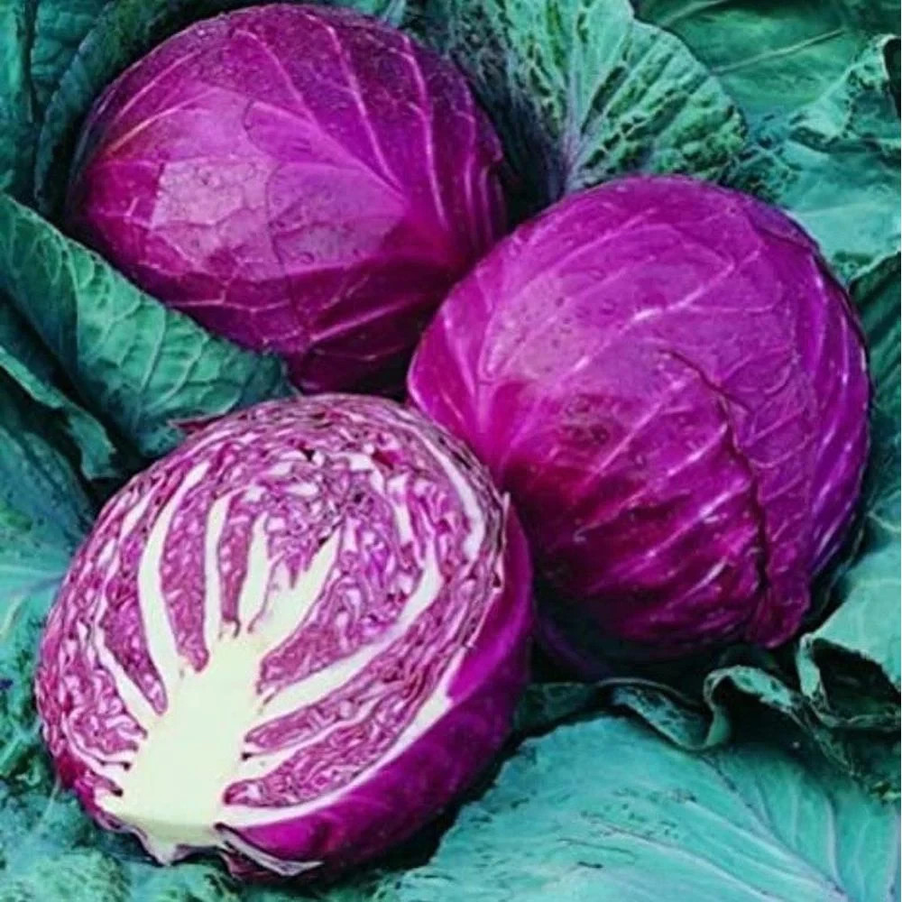 500 RED ACRE CABBAGE SEEDS ~ heirloomseedguy ~ 2026 ~ USA