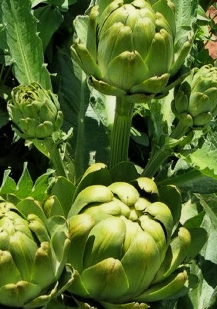 ARTICHOKE Green Globe Seeds Gmo-free Heirloom FREE Shipping
