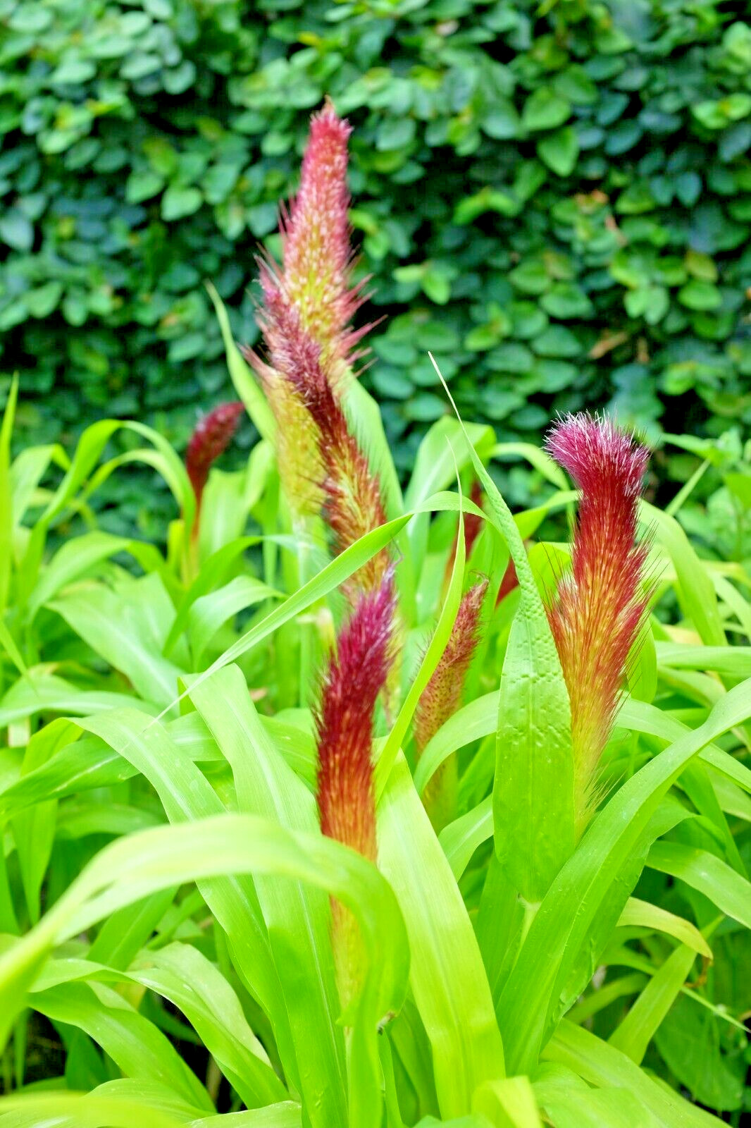 30 JADE PRINCESS MILLET SEEDS – Pennisetum glaucum ‘Jade Princess’