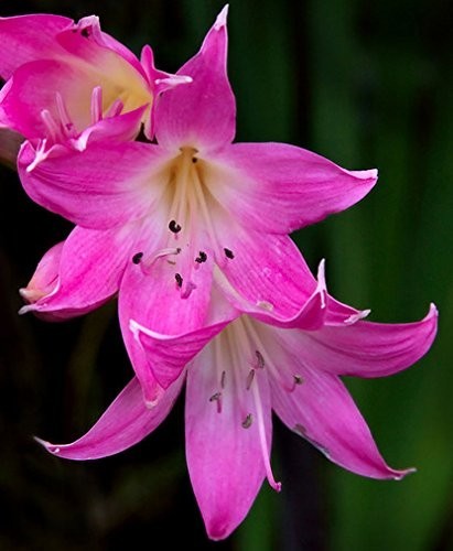 20 Pink Naked Ladies Amaryllis Belladonna Bulbs – Surprise Lily small