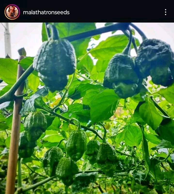 BIG BLOCK Pepper Combo- 4 Superhot Varieties – 20 Seeds Of Each – Great Discount