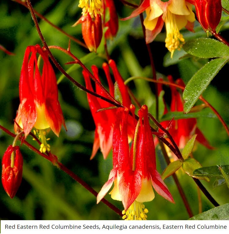Columbine EASTERN RED Perennial PartShade Attracts Pollinators Non-GMO 500 Seeds