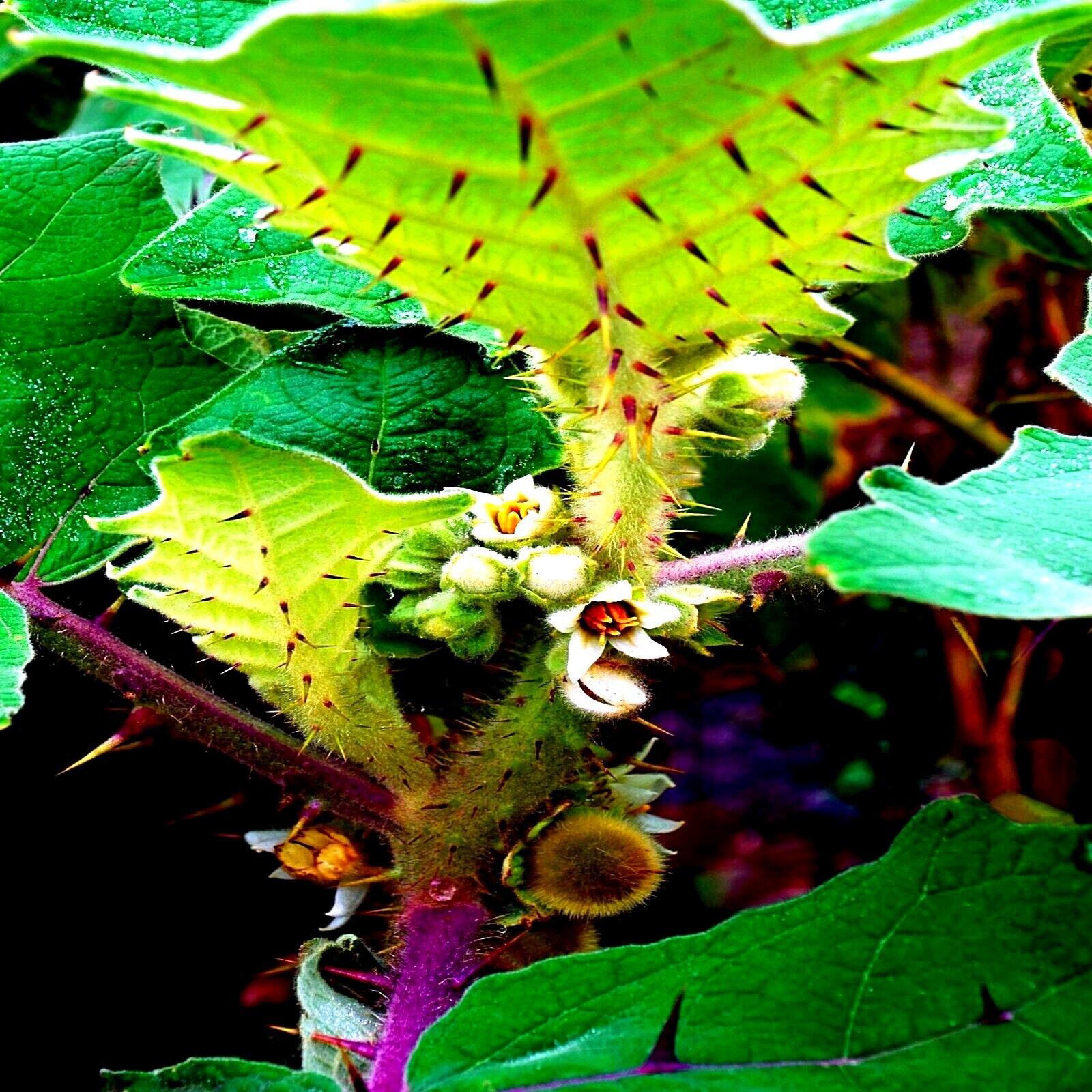 Naranjilla Orange Tree Seeds Solanum quitoense “Lulo Quito” Garden Fruit Plant