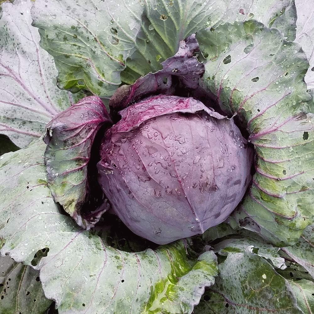 Red Acre Cabbage Seeds | Non-GMO, Heirloom | Fresh Garden Seeds