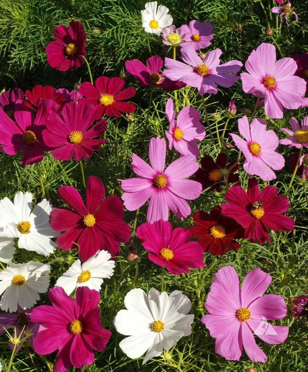 Cosmos LANDSCAPER’S PACK BULK Tall Mix Non-GMO USA Bippinatus 500 Seeds