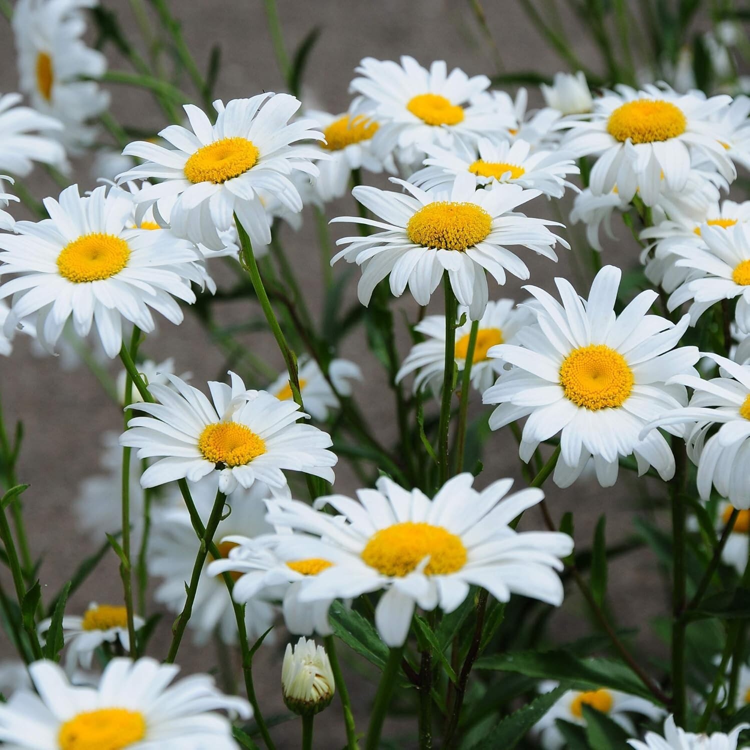 GMO-Free Shasta Daisy Seeds – 1 Lb. of Drought-Tolerant, Beautiful White Blooms