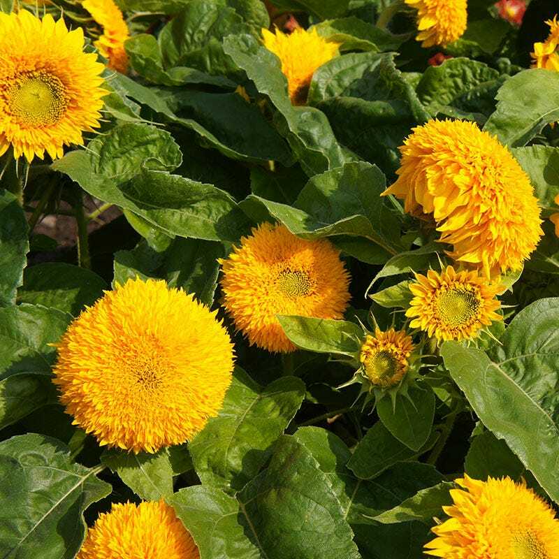 Sunflower SUNGOLD Fuzzy DOUBLE DWARF 2-3′ Pollinators Love Non-GMO 100 Seeds