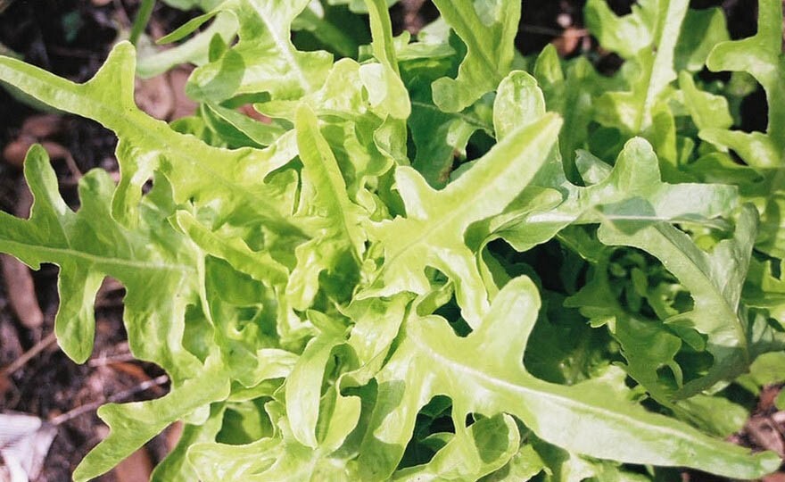 2g Fresh | NON-GMO | Oakleaf Leaf Premium Lettuce Seeds-B 41
