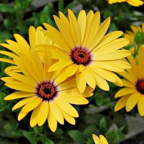 200+AFRICAN DAISY MIX Seeds White Orange Yellow Apricot Drought Tolerant Annual
