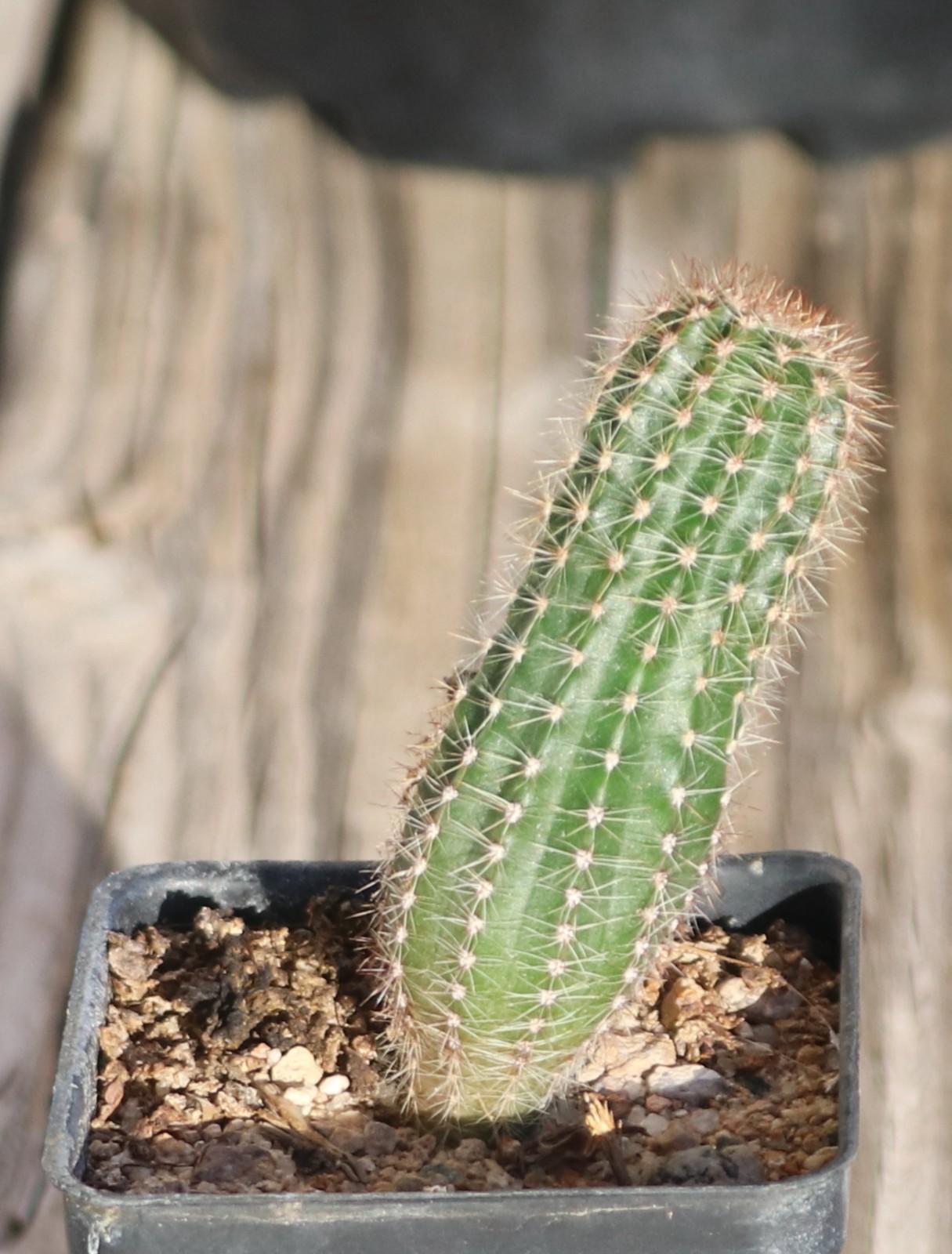 Echinopsis hybrid ‘Beautiful Dreamer’