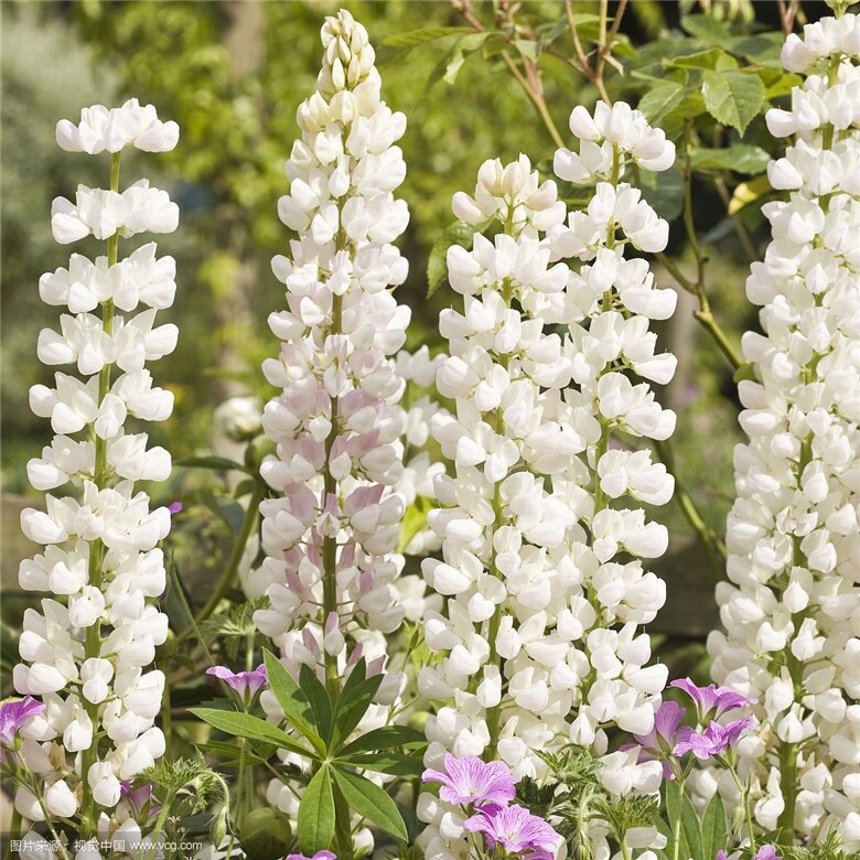 20 SEEDS white LUPINE lupin flower exotic bush garden bed bloom plant USA Seller