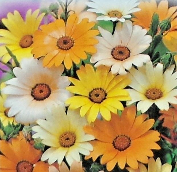 200+AFRICAN DAISY MIX Seeds White Orange Yellow Apricot Drought Tolerant Annual