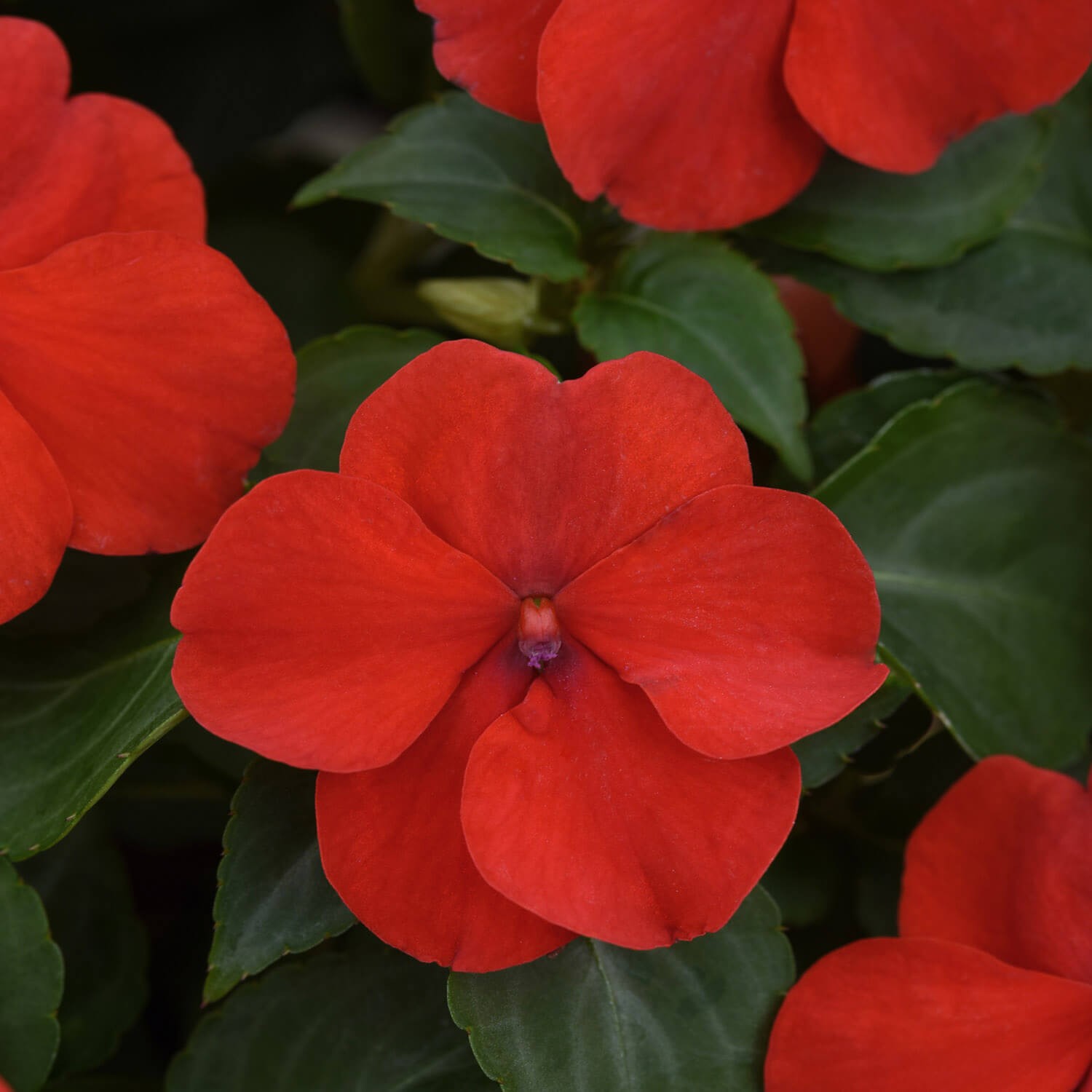 75 Seeds Bright Red Impatiens Container Plant Flower Seeds
