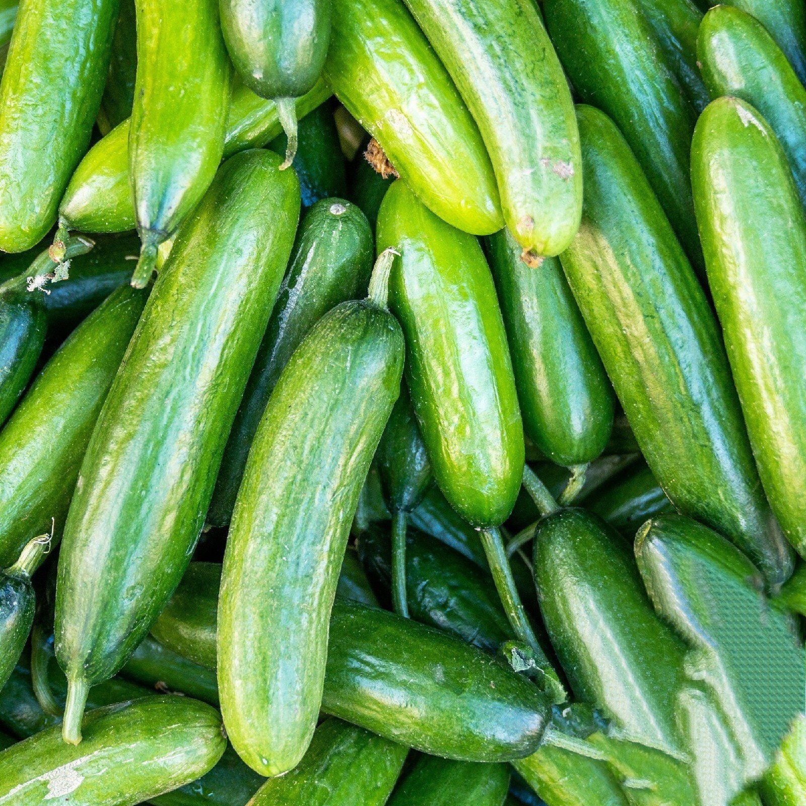 25 Marketer CUCUMBER SEEDS | productive variety | sweet and tender.