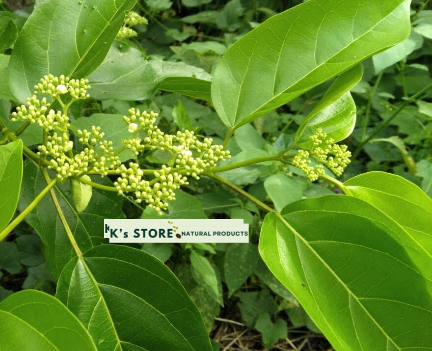 PREMNA SERRATIFOLIA SEEDS, HẠT LÁ CÁCH