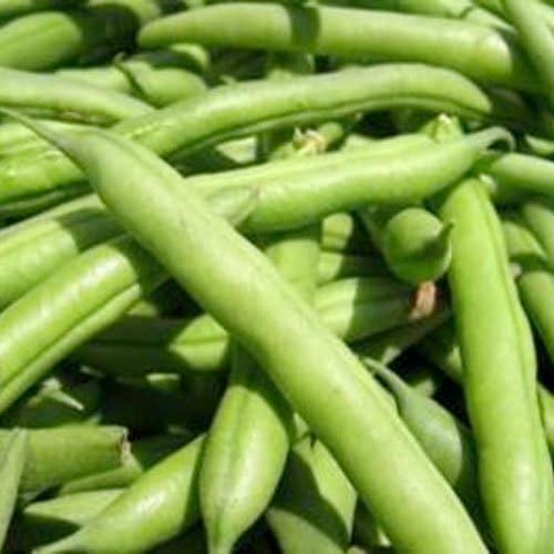 Blue Lake 274 Bean Seeds Bush Variety 130+ Heirloom Seeds Phaseolus Vulgaris