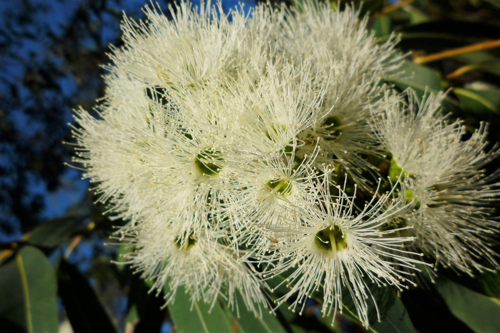 50 LEMON SCENTED EUCALYPTUS Citriodora Tree Lemon Bush Spotted Gum Flower Seeds