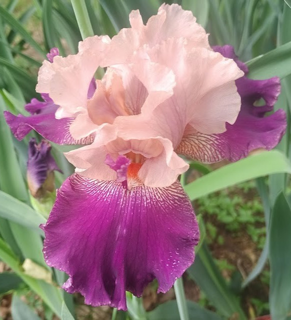 (4) TALL BEARDED IRIS RHIZOME RANDOM MIX BEAUTIFUL FLOWERS ROOT GARDEN PLANTS