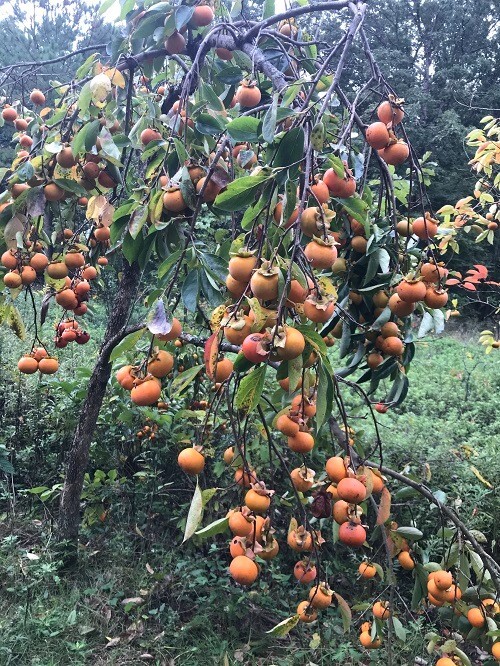10 JAPANESE PERSIMMON TREE SEEDS (Diospyros Kaki) Asia Hardy Garden Fruit Plant