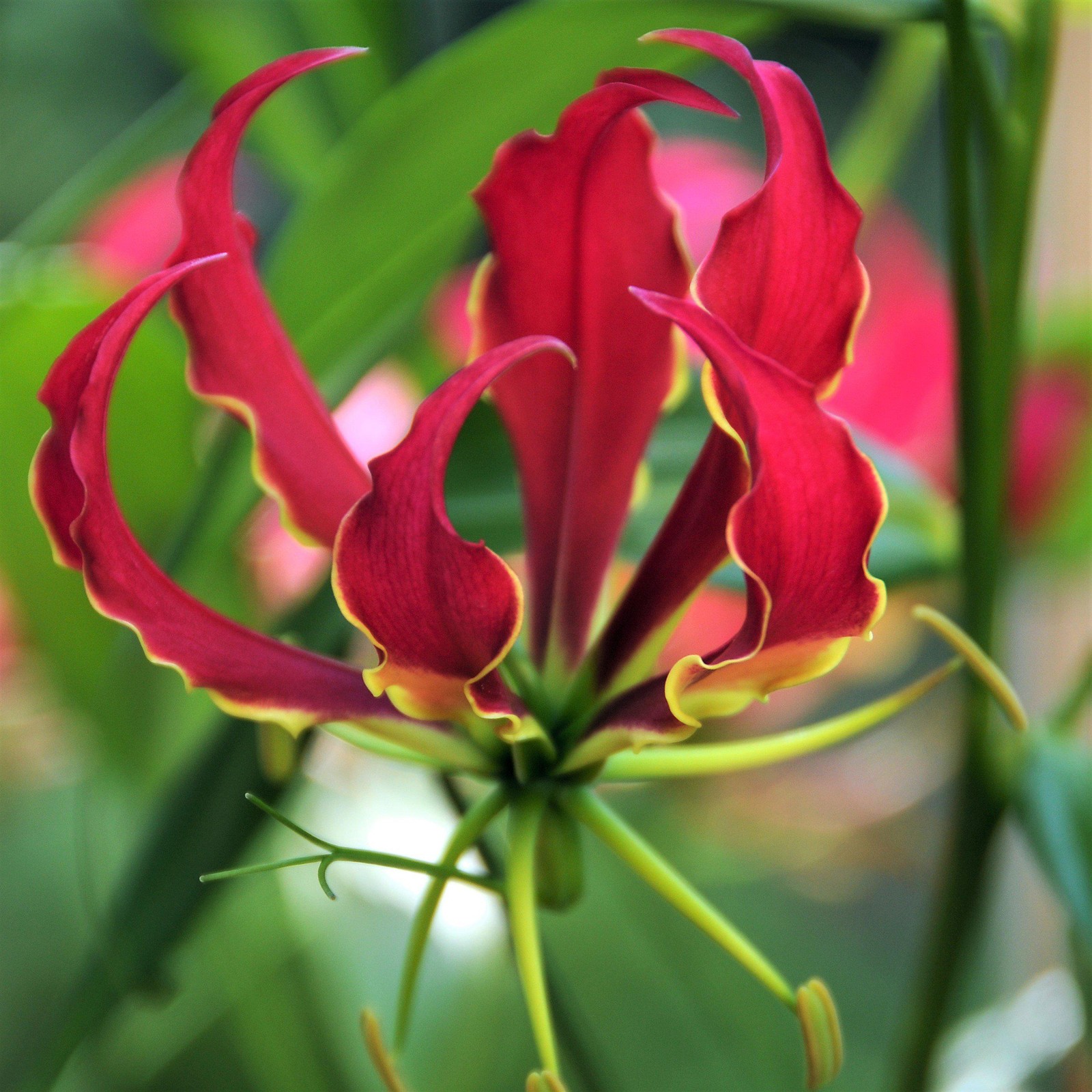 Gloriosa Rothschildiana 3 Tubers – Summer Exotic Red Flowers, Fast Growing Vine