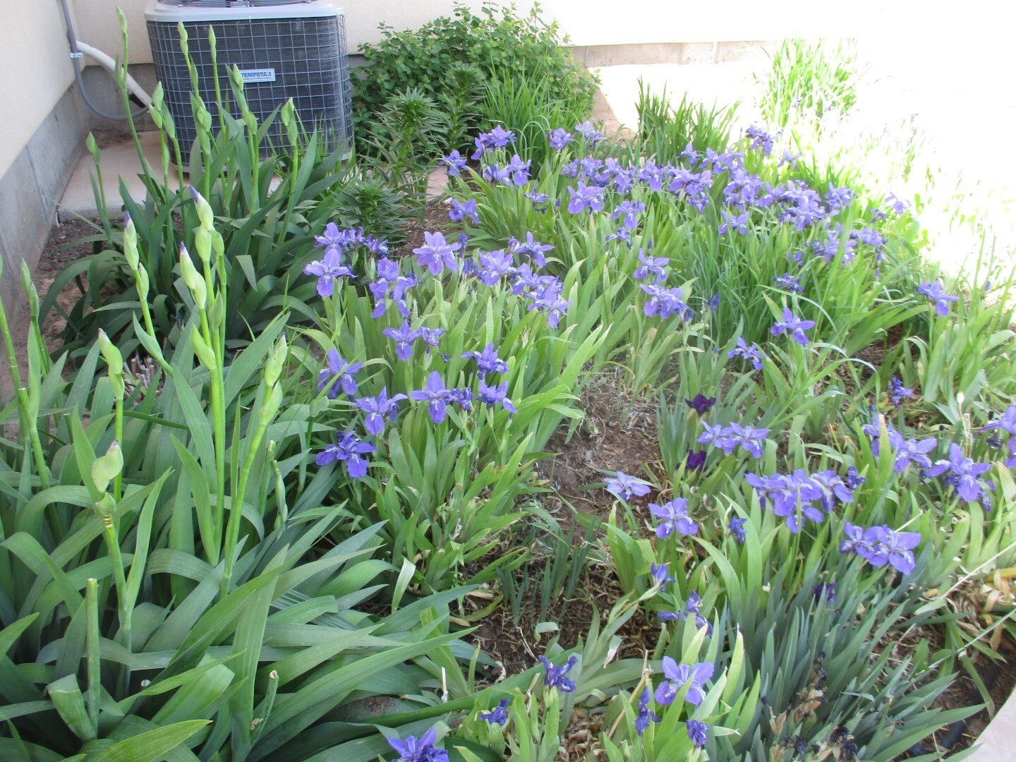 Siberian Iris Dark Purple