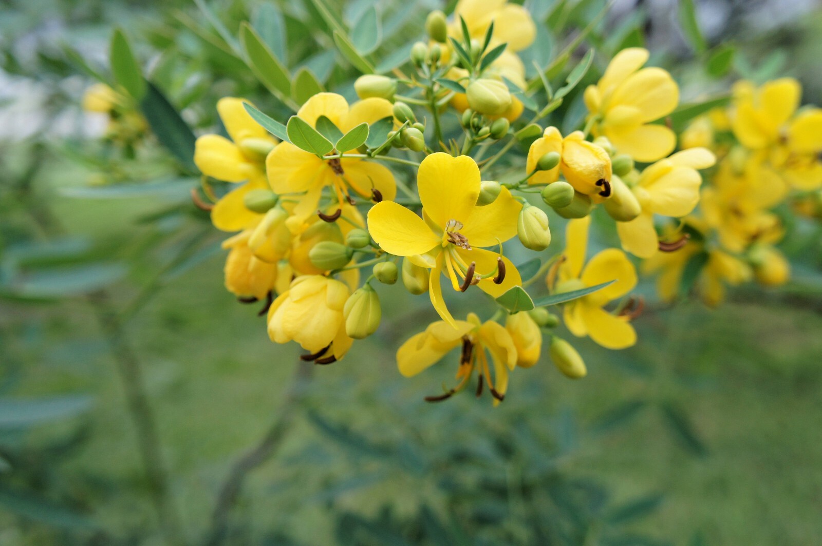 Cassia tora Wild Sensitive Plant Seeds- – 10 Seed Pack