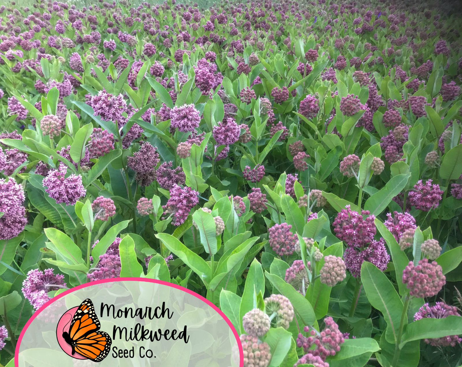 425+ Common Milkweed Seeds (Asclepias Syriaca) Native Monarch Butterfly Flower