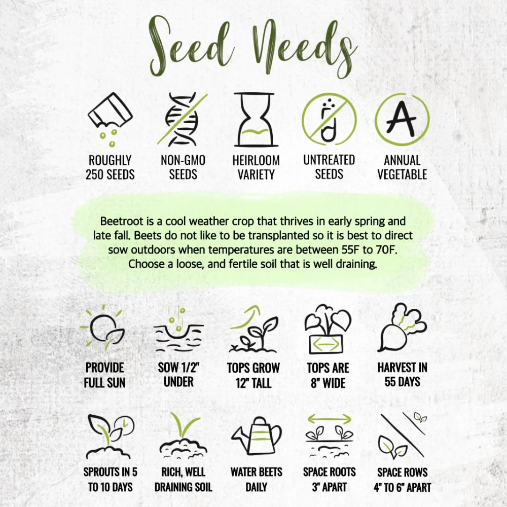 Ruby Queen Beet Seeds For Planting (Beta vulgaris)