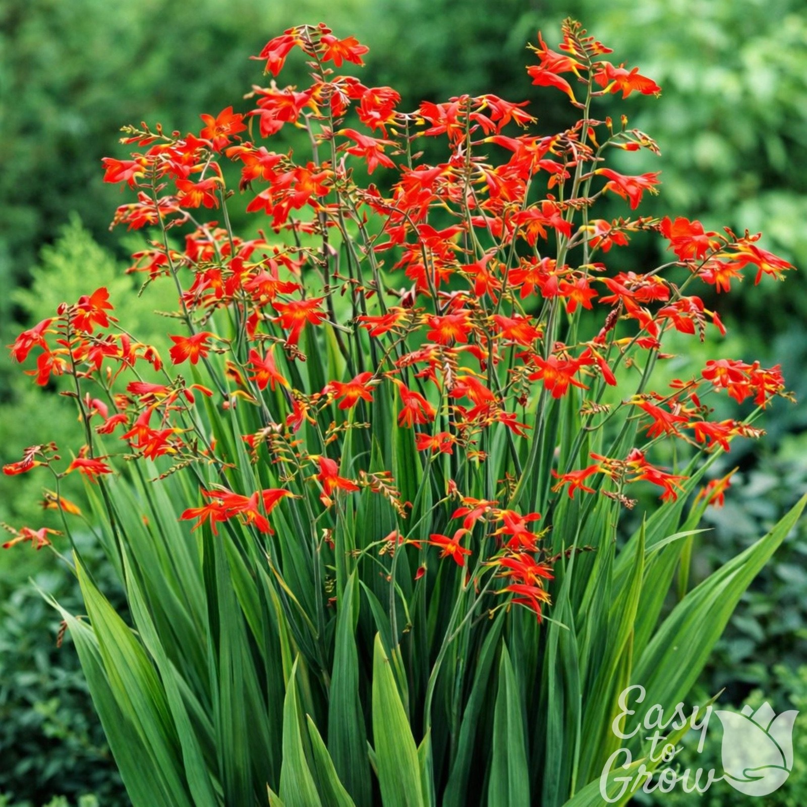 Crocosmia Erika 20 Plant Bulbs – Spring to Summer Red Blooms, Easy to Grow