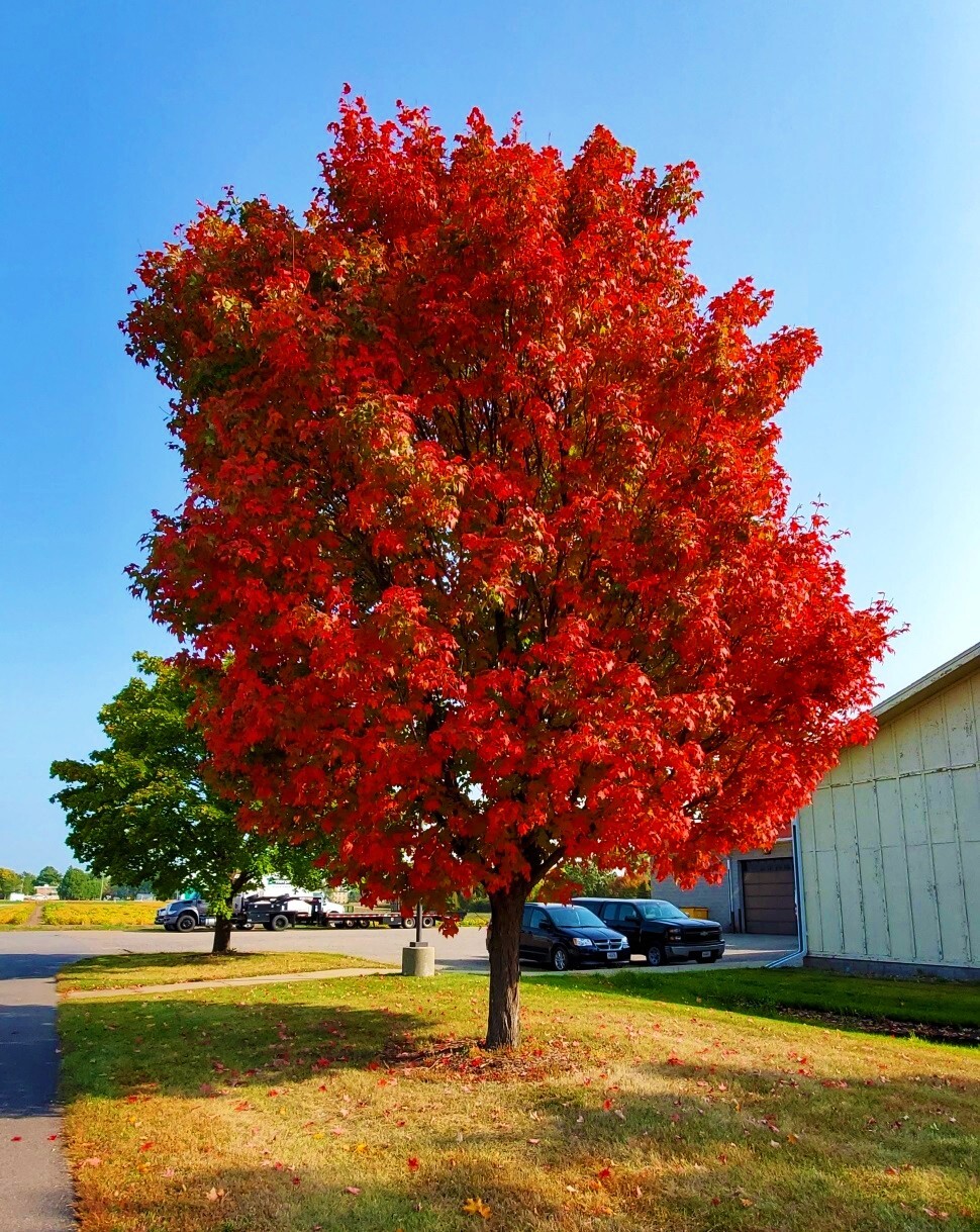 Northern Red Maple Tree | Premium Seeds | Acer rubrum ‘Fall’ | Plants’®