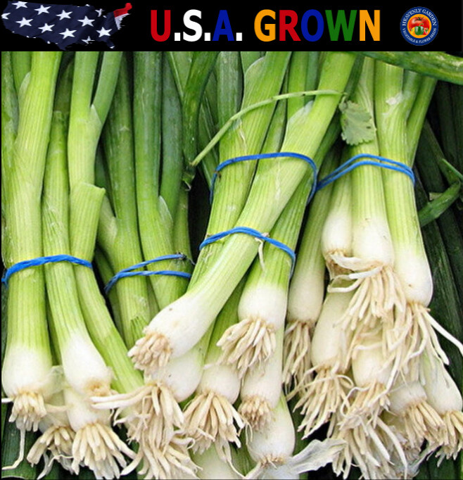 500 Evergreen White Bunching Onion Seeds Heirloom – Non-GMO – Always Fresh Seeds