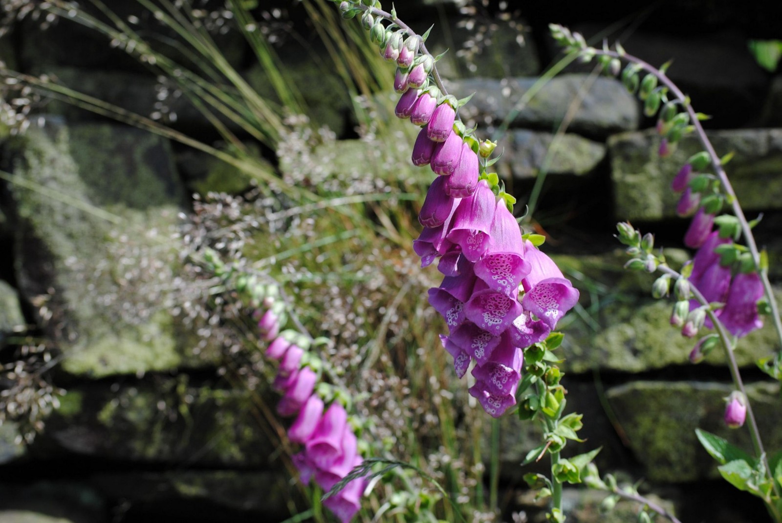 100 Purple Foxglove Flower Seeds