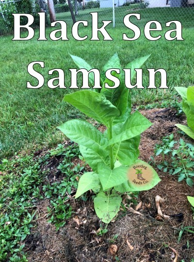 Cigarette Making Tobacco Seed Pack-Black Mammoth & Black Sea Samsun-2000 seeds!