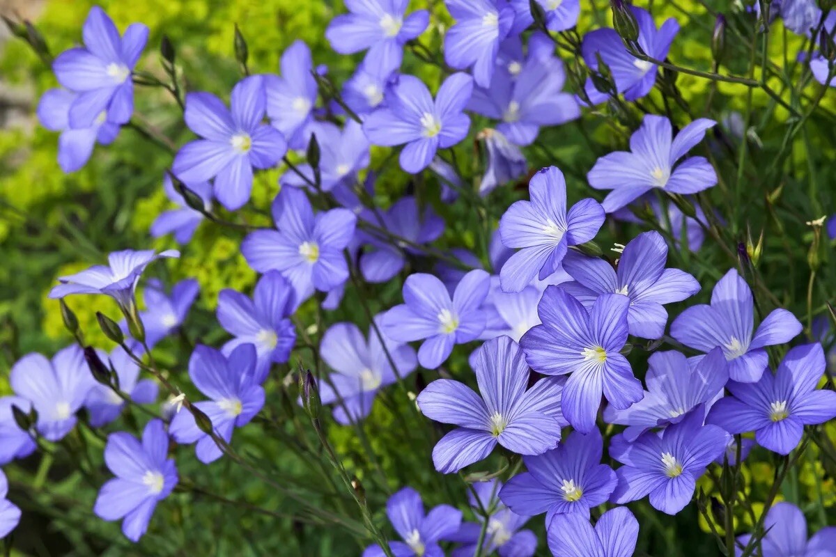 Brown Flax, Linseed, Linum Usitatissimum – 200 Seeds 2024 for planting – USA